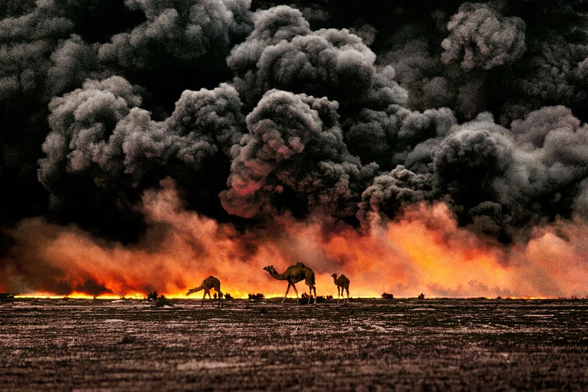 Steve McCurry - Animals